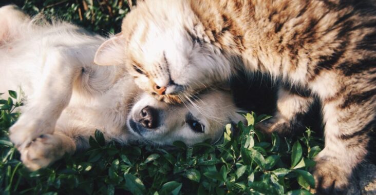Arquitetura para pets